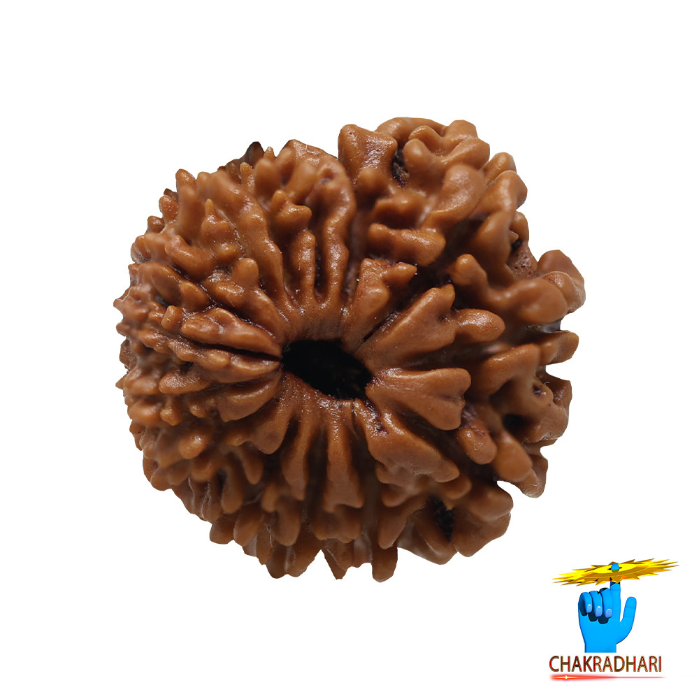 Natural 14 Face Rudraksha -  14  