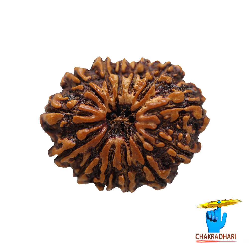 Natural 13 Face Rudraksha -  13  
