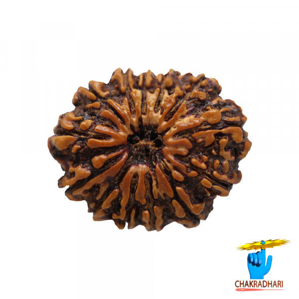 Image of Natural 13 Face Rudraksha - प्राकृतिक 13 मुखी रुद्राक्ष