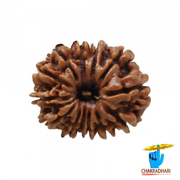 Image of Natural 12 Face Rudraksha - प्राकृतिक 12 मुखी रुद्राक्ष
