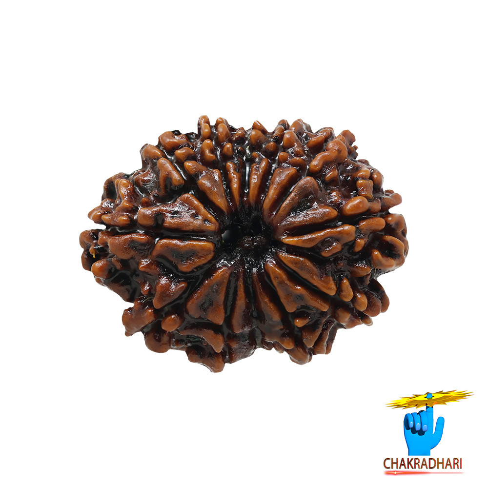 Natural 11 Face Rudraksha -  11  