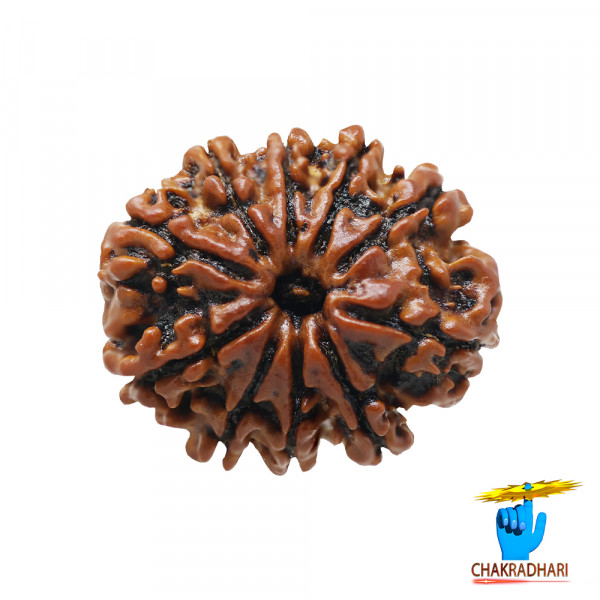 Image of Natural 10 Face Rudraksha - प्राकृतिक 10 मुखी रुद्राक्ष