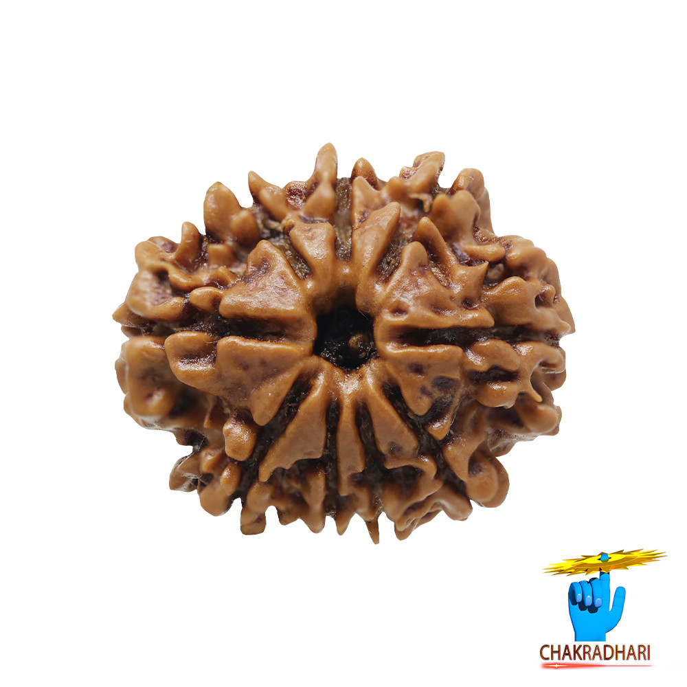 Natural 09 Face Rudraksha -  09  