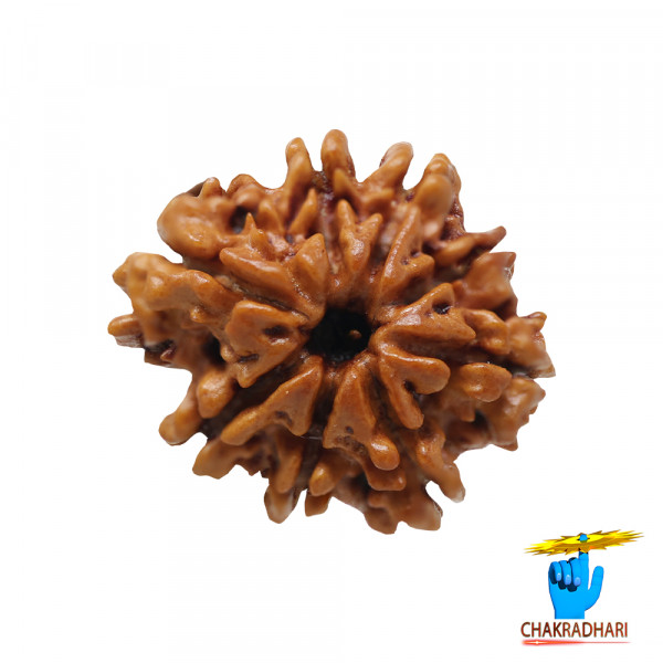 Image of Natural 08 Face Rudraksha - प्राकृतिक 08 मुखी रुद्राक्ष