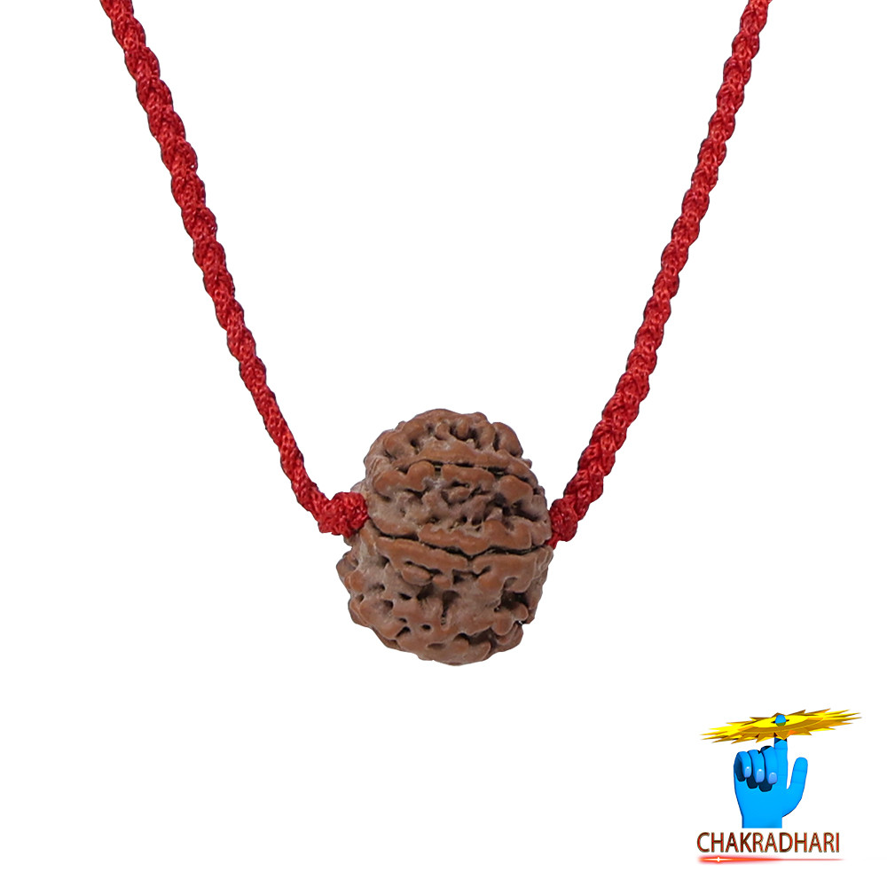 Natural 03 Face Rudraksha -  03  