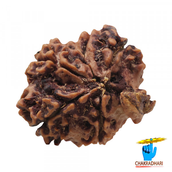 Image of Natural Ganesh Rudraksha -  प्राकृतिक गणेश रुद्राक्ष