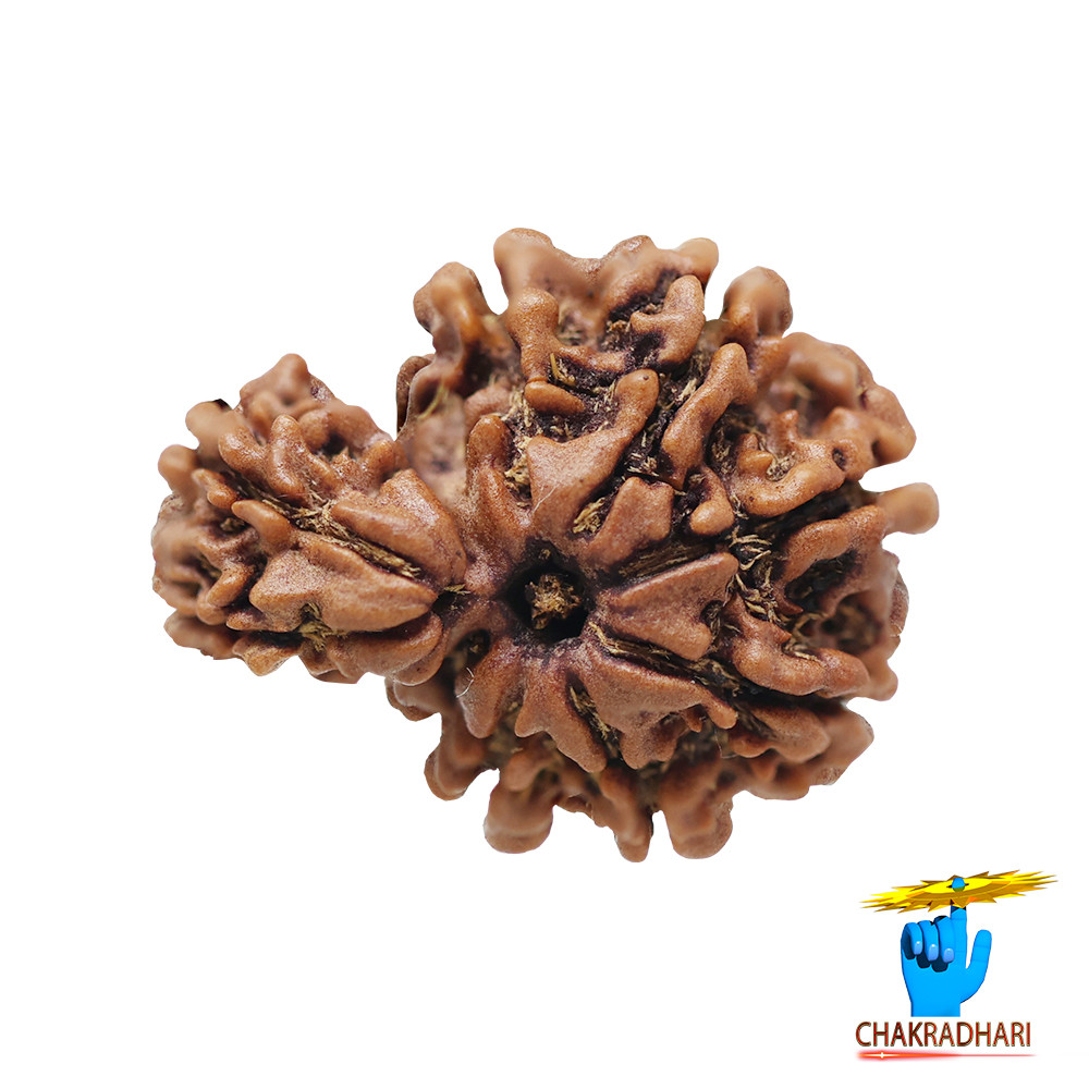 Natural Gauri Garbh Rudraksha -     