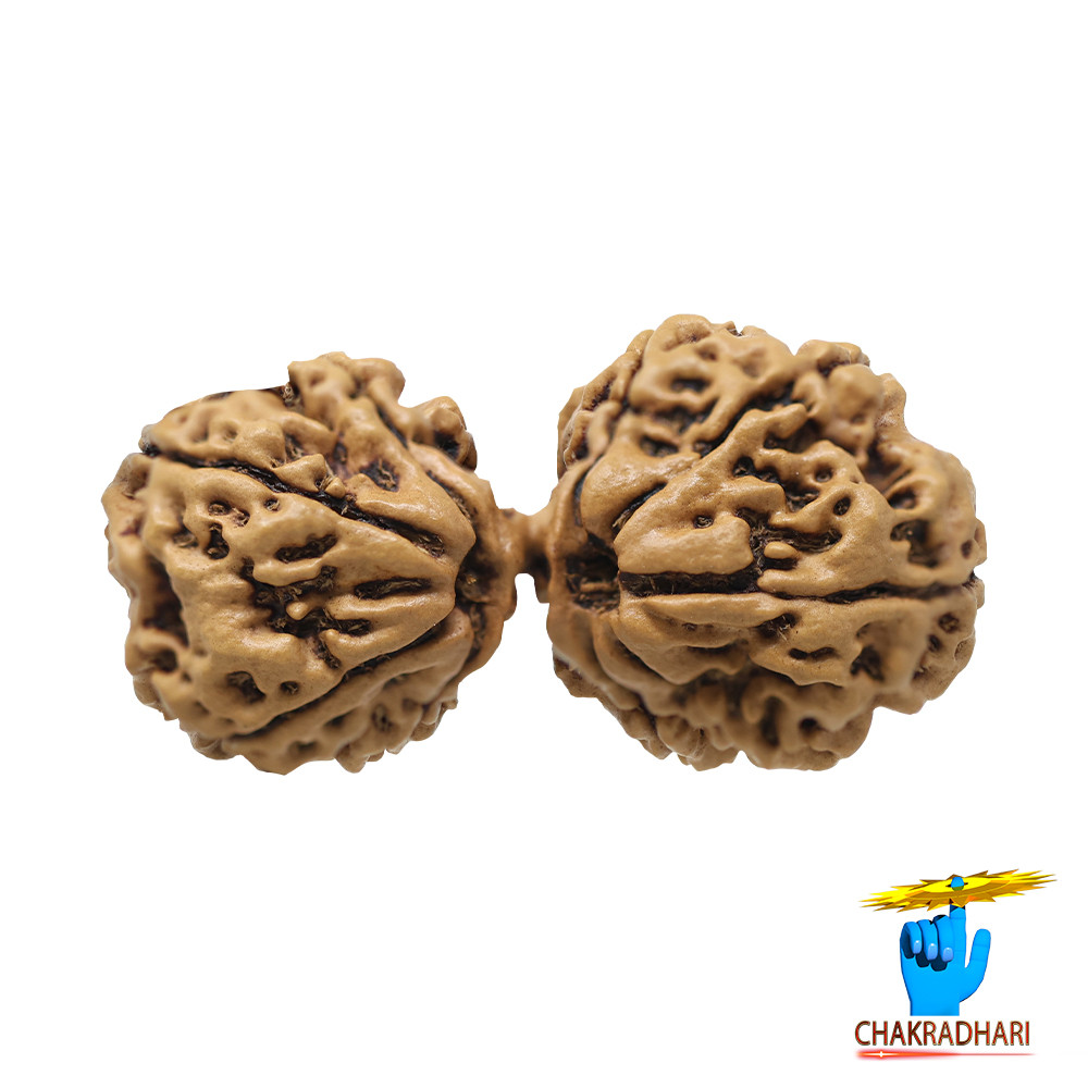 Natural Gauri Shankar Rudraksha -     
