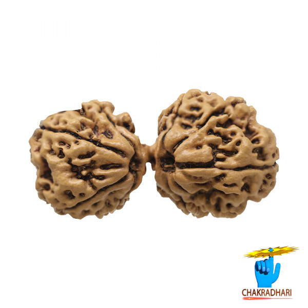 Image of Natural Gauri Shankar Rudraksha -  प्राकृतिक गौरी शंकर रुद्राक्ष