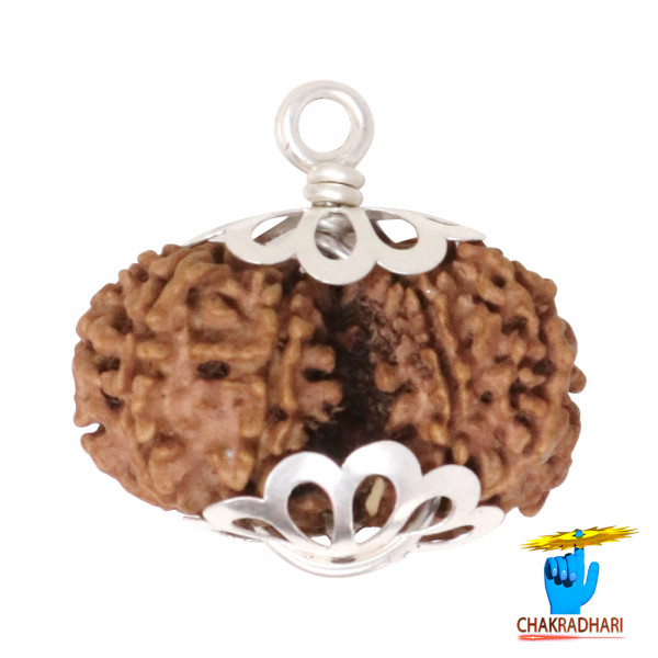 Image of Natural Gauri Shankar Rudraksha