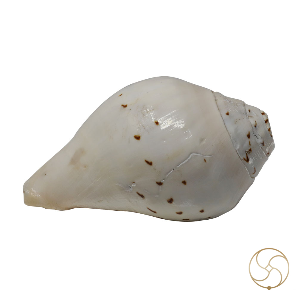 Big Mahaparwati Shell-   