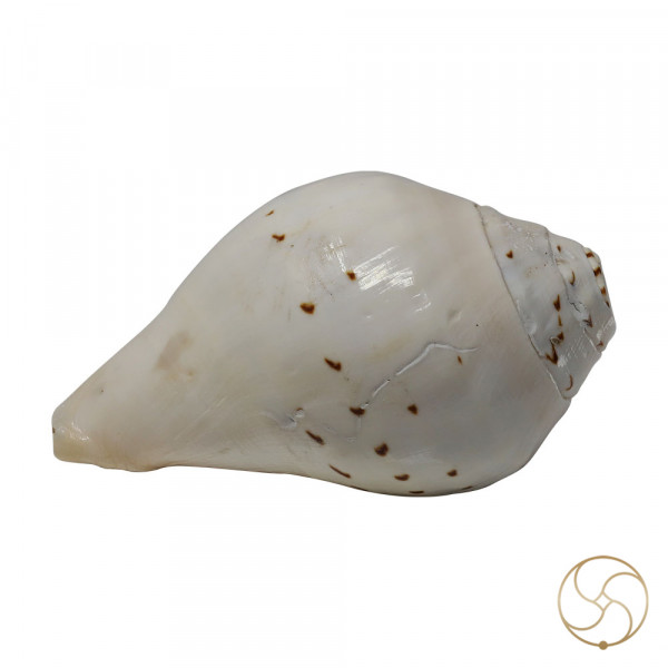 Image of Big Mahaparwati Shell- बड़ा महापार्वती शंख