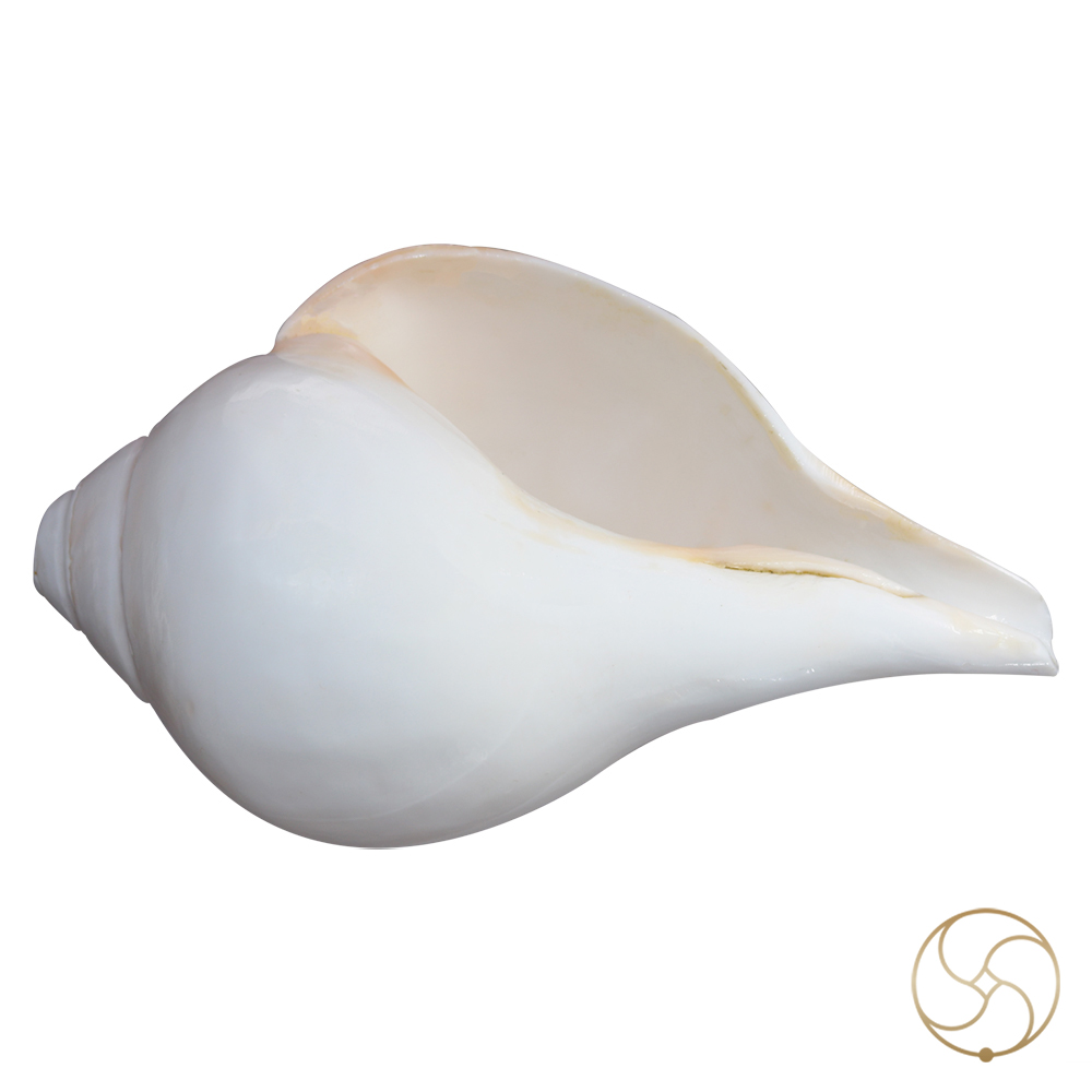 Bajne Wala Shankh Vamavarti Big Size Shell - L1 - 75 Inch By 44 Inch 