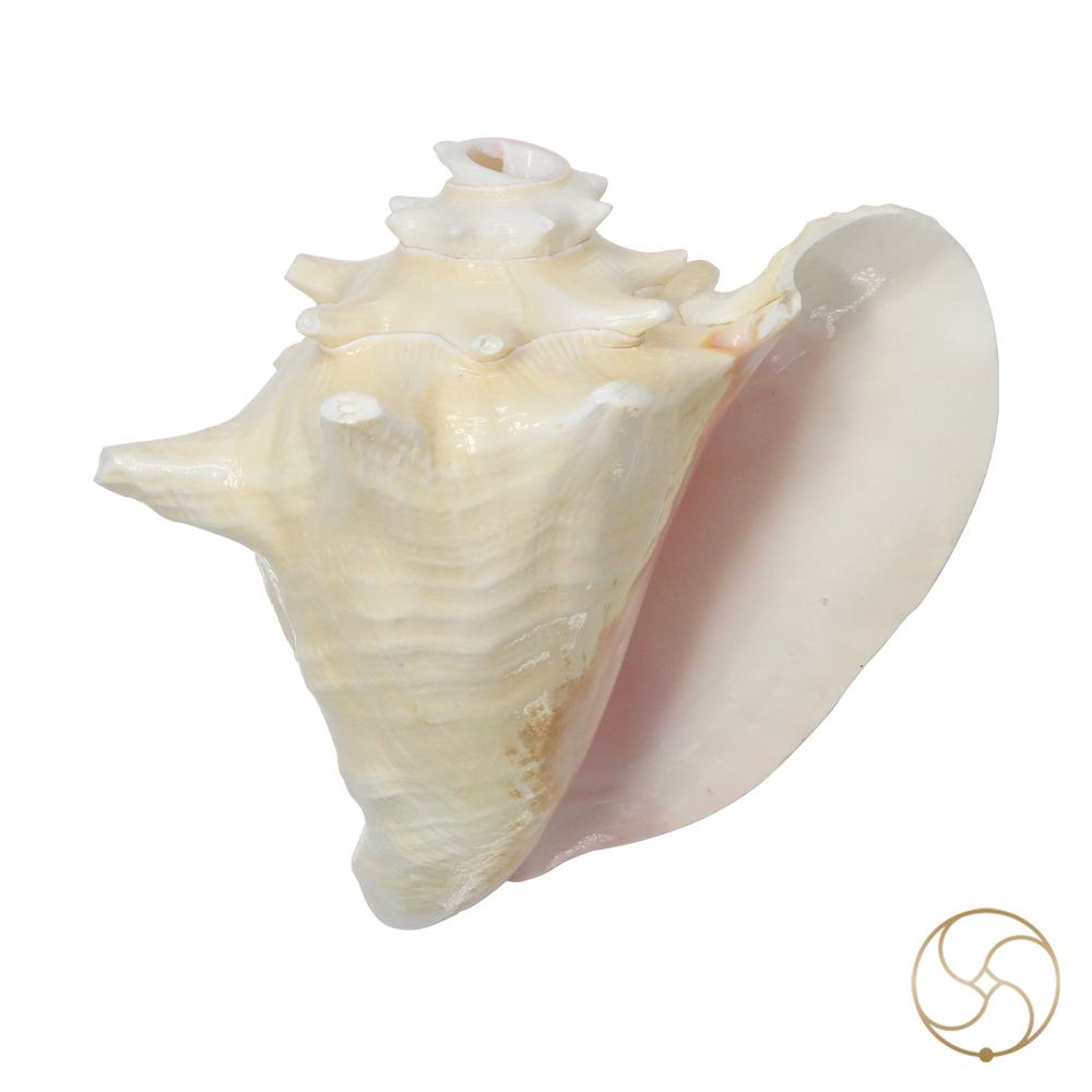 White And Pink Maha Maya Shell -