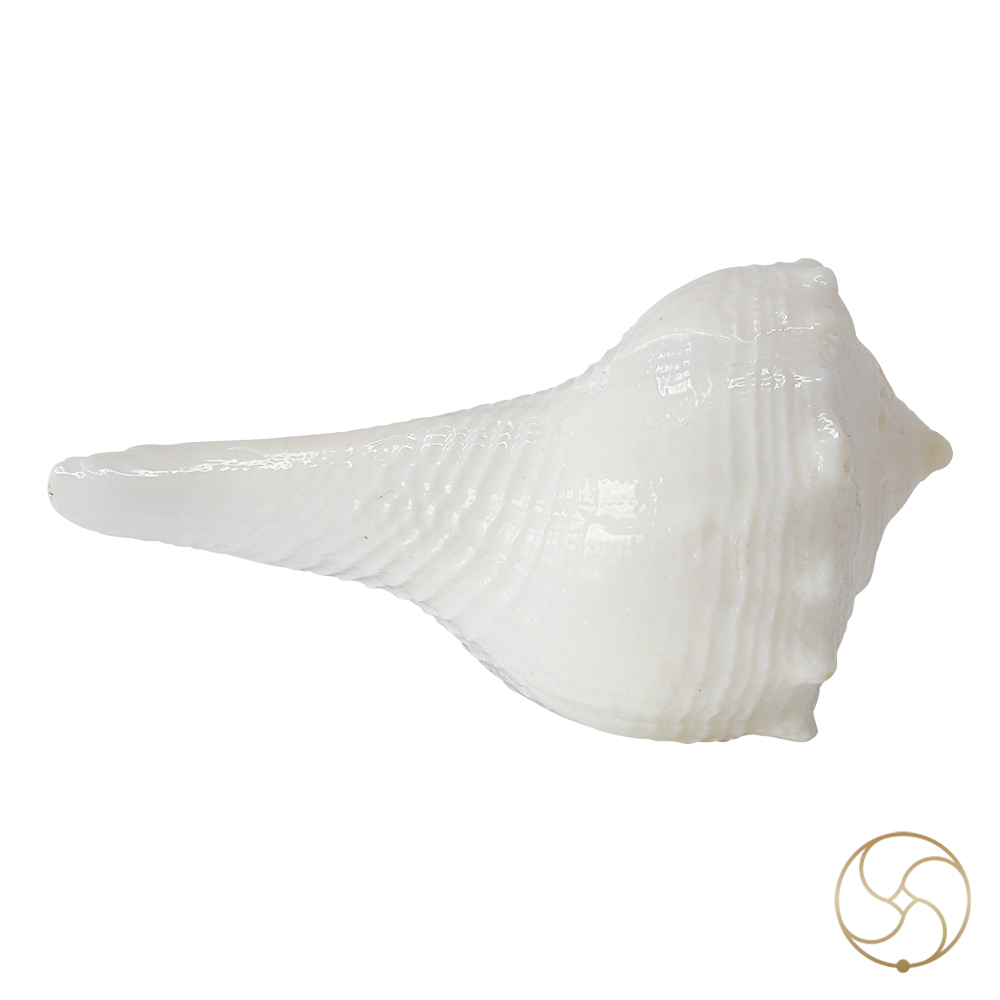 Small Dakshinavarti Shell -   