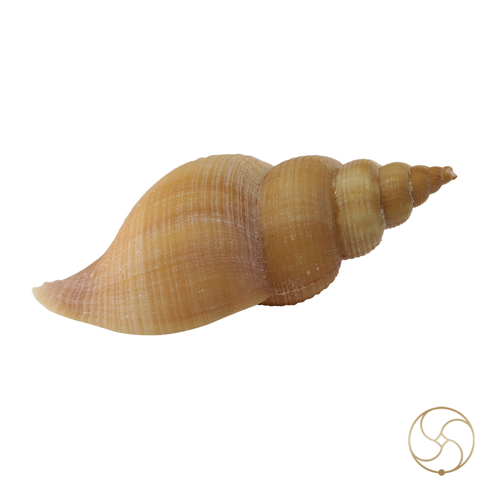Original Right Handed Dakshinavarti Conch Shell -