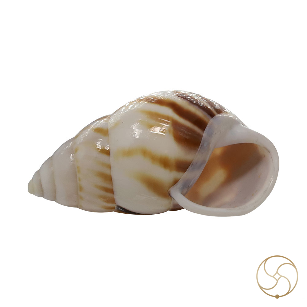 Muddy Small Dakshinavarti South Facing Shell -