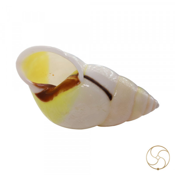 White Small Dakshinavarti South Facing Shell -