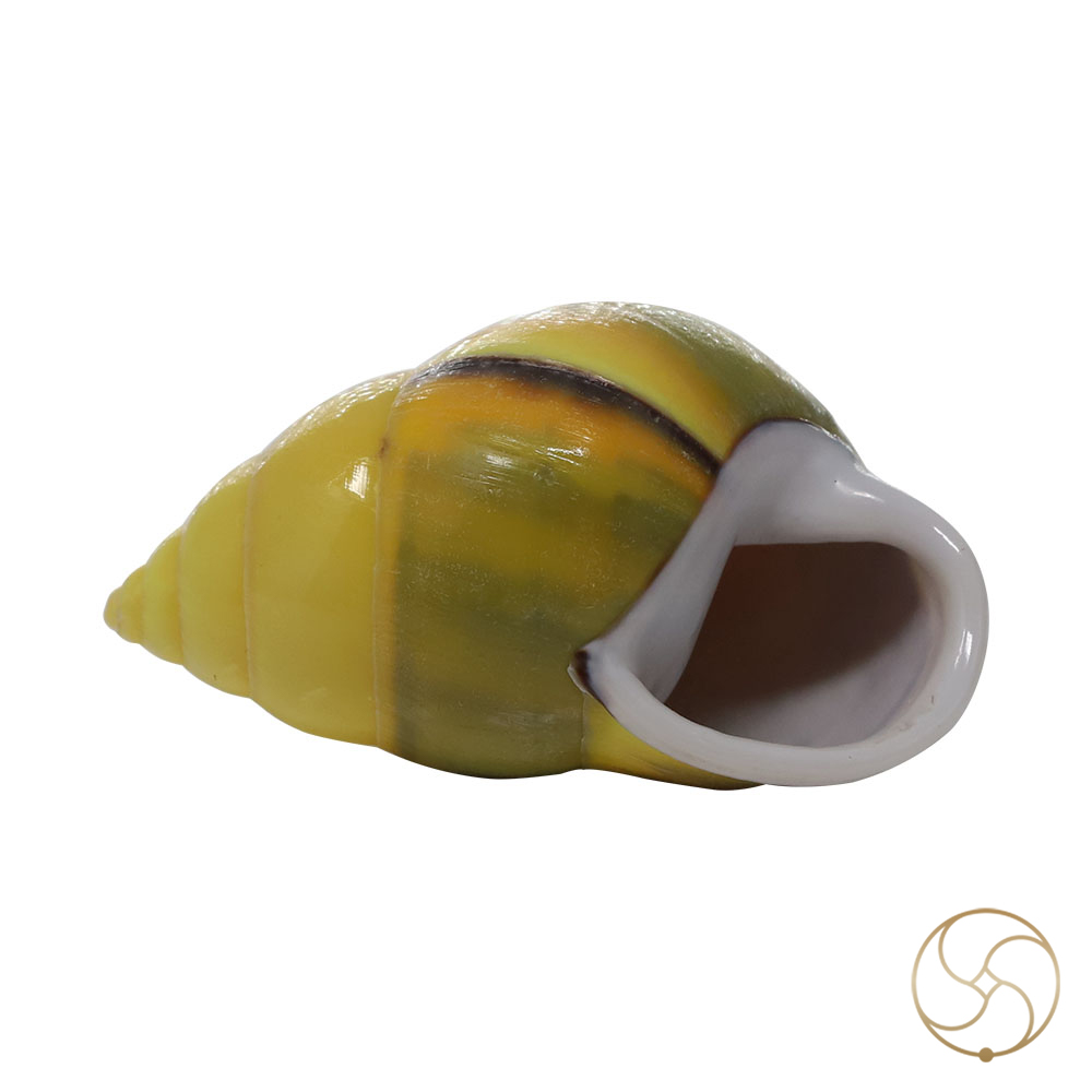 Small Dakshinavarti South Facing Shell -