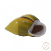 Small Dakshinavarti (South Facing) Shell -  छोटा दक्षिणावर्ती शंख