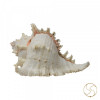 Hathi Shell - हाथी शंख