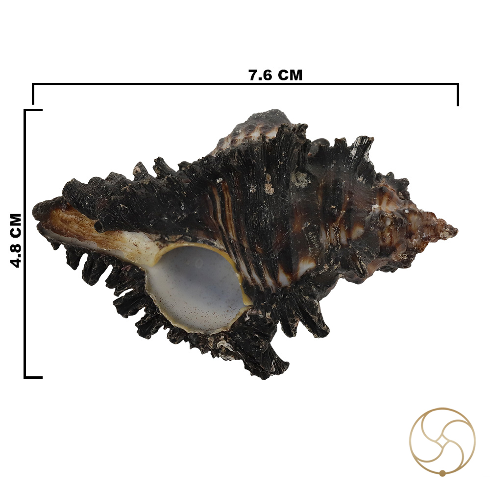 Garud Shell -  