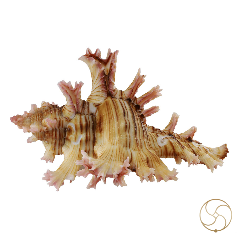 Hatheli Shell -  