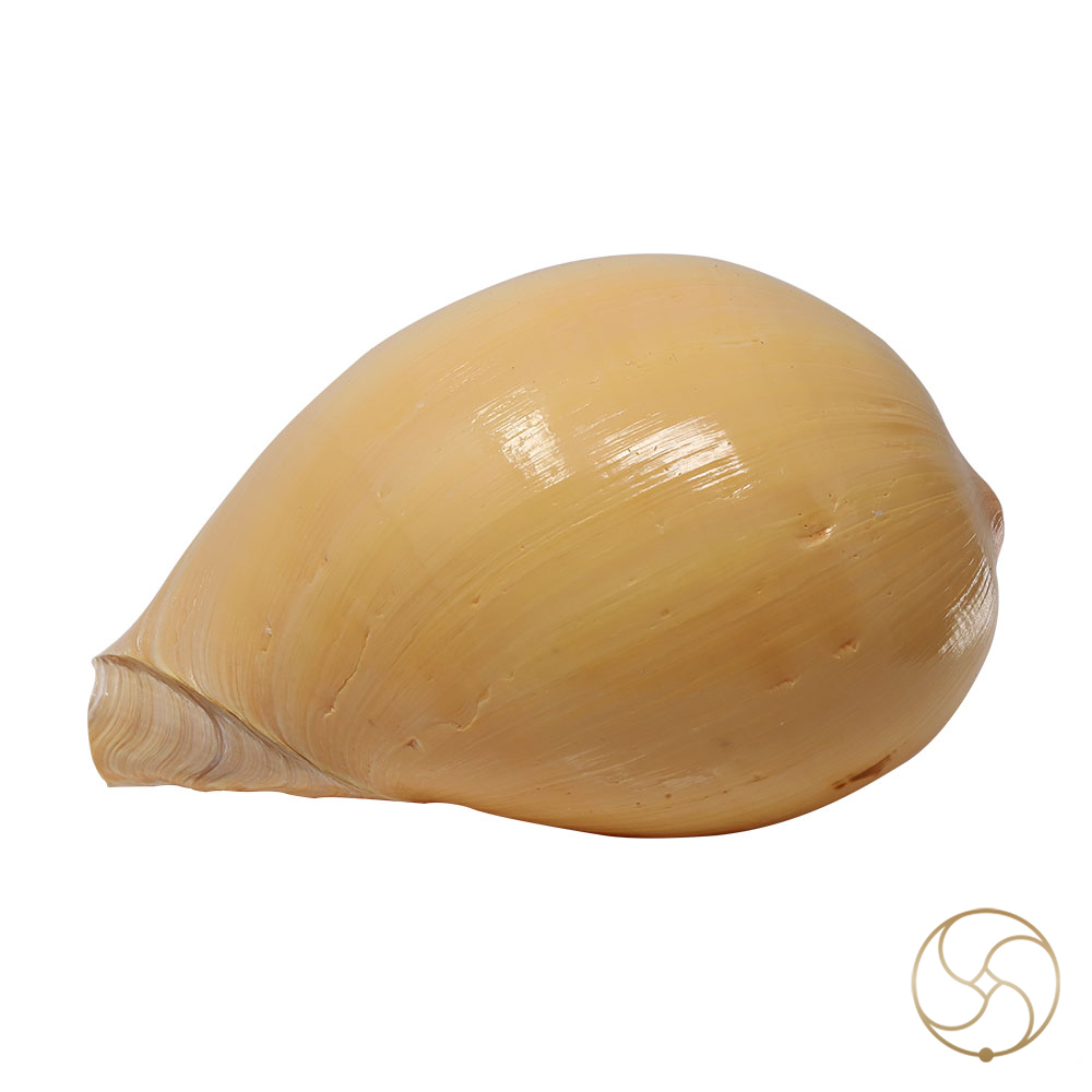 Pattvibhuti Shell -