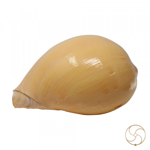 Image of Pattvibhuti Shell - पट्टविभूति शंख