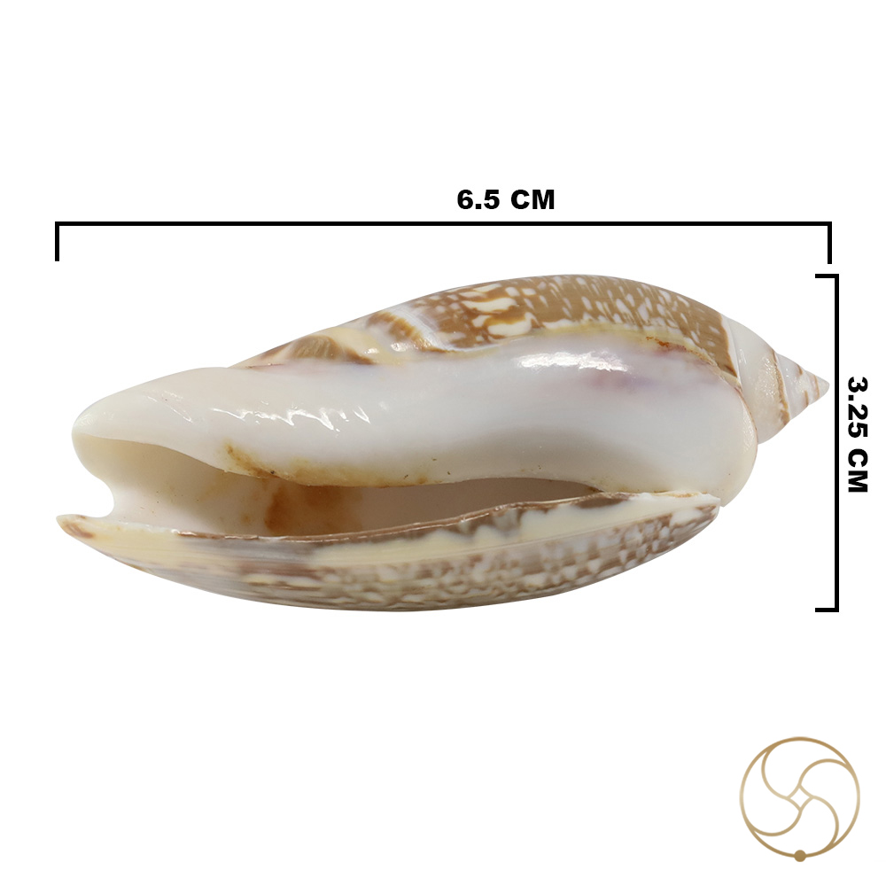 Kawanji Shell Pair -