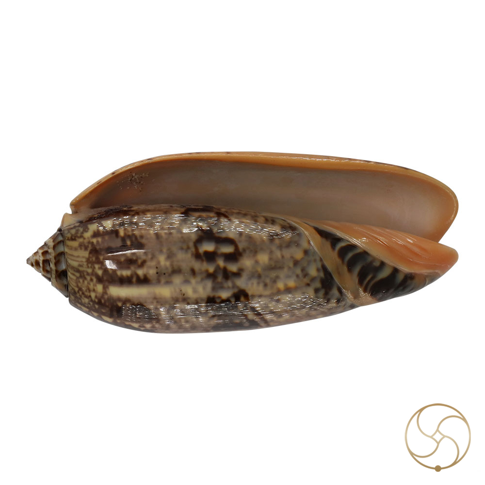 Kawanji Shell -