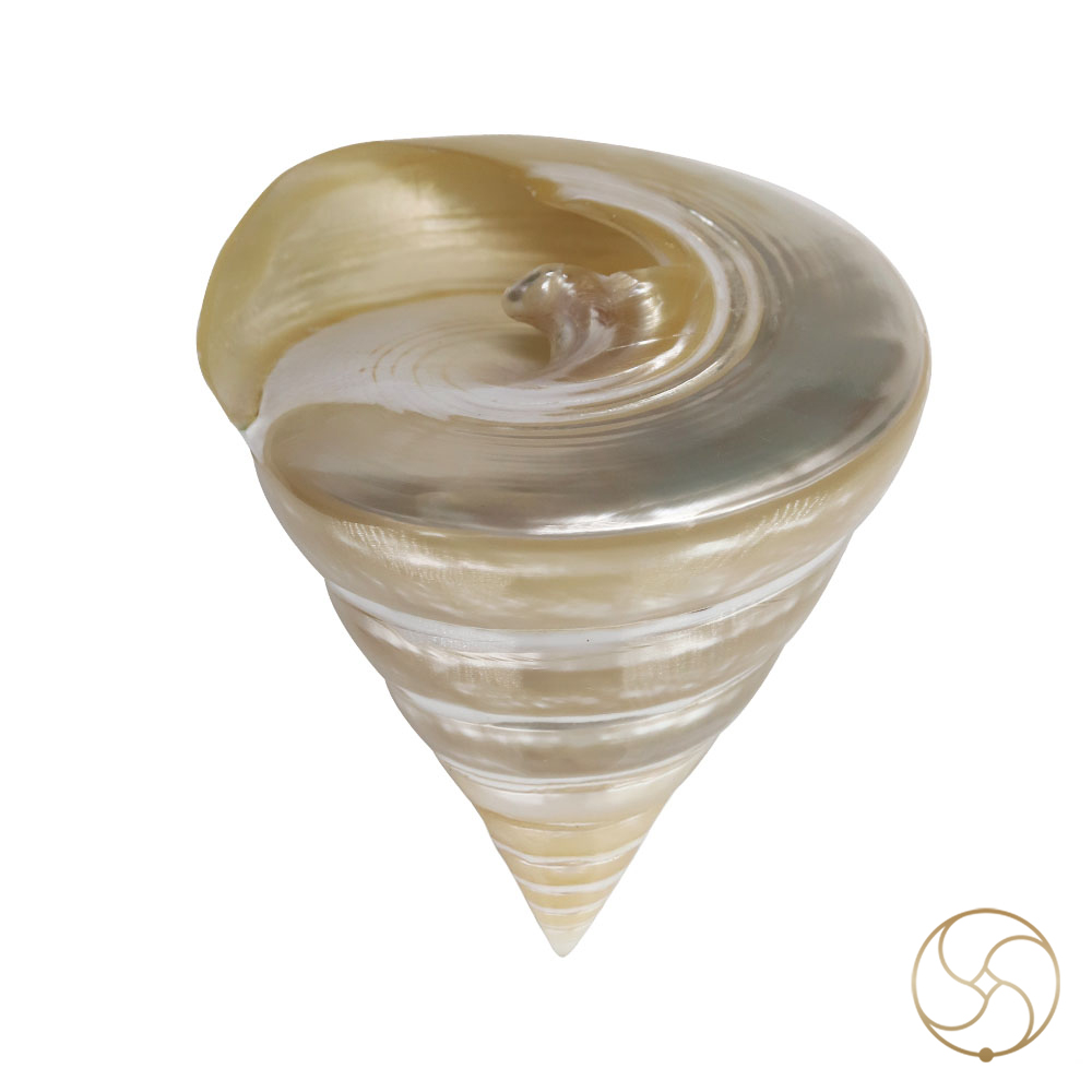 Small Moti Shell -