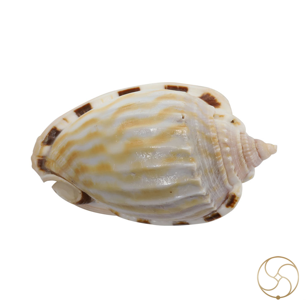 Rekha Line Shell -