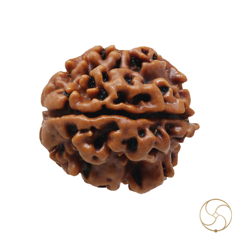 Natural 03 Face Rudraksha -  03  
