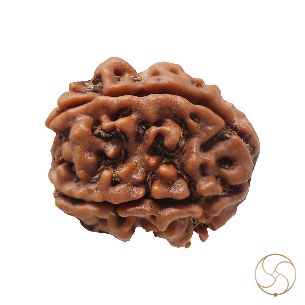 Natural 05 Face Rudraksha -  05  