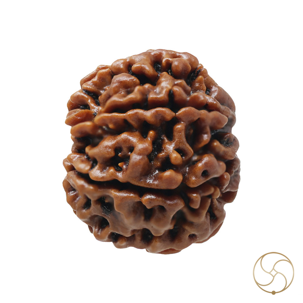 Natural 06 Face Rudraksha -  06  