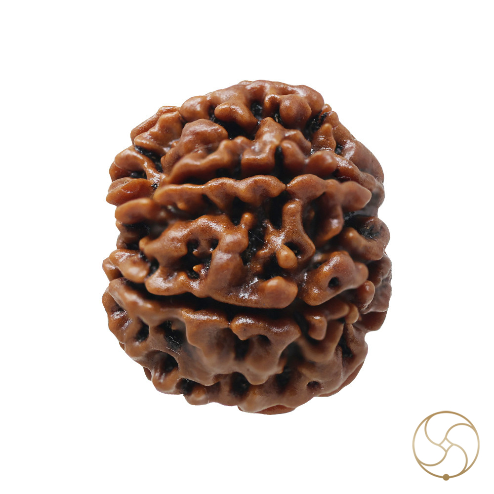 Natural 07 Face Rudraksha - 07