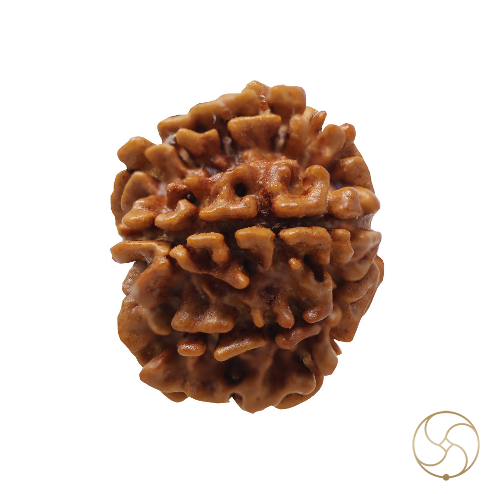 Natural 08 Face Rudraksha -  08  