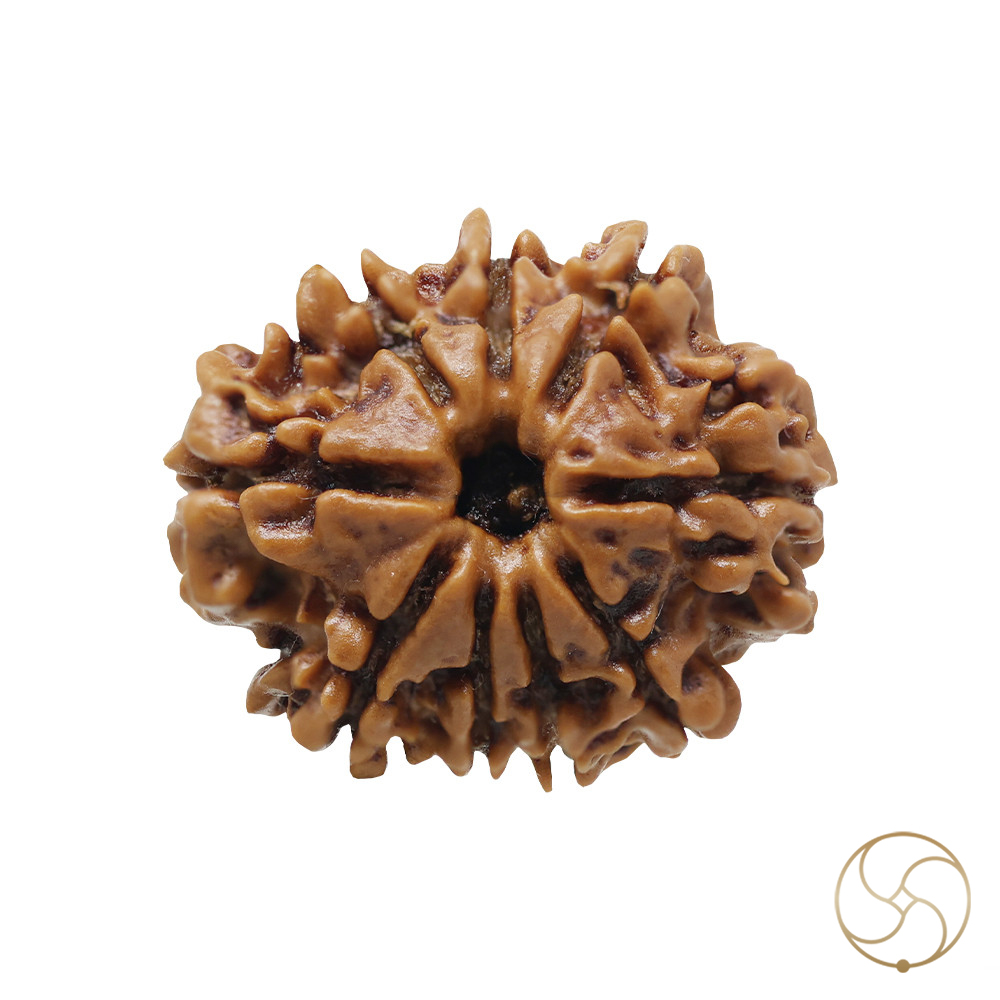 Natural 09 Face Rudraksha -  09  