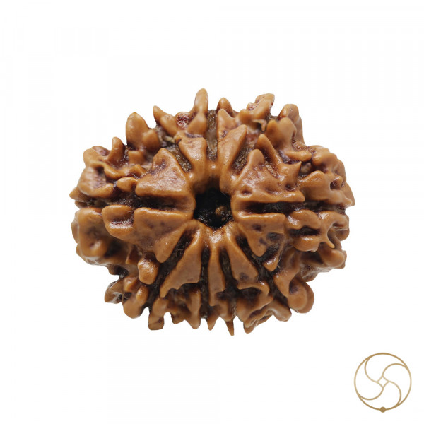 Image of Natural 09 Face Rudraksha - प्राकृतिक 09 मुखी रुद्राक्ष