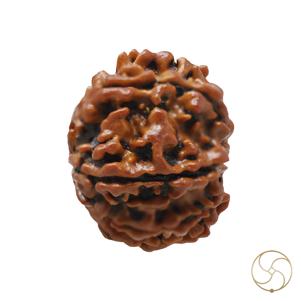 Natural 10 Face Rudraksha -  10  