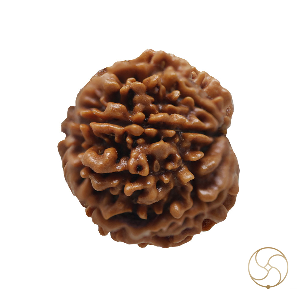 Natural 12 Face Rudraksha -  12  