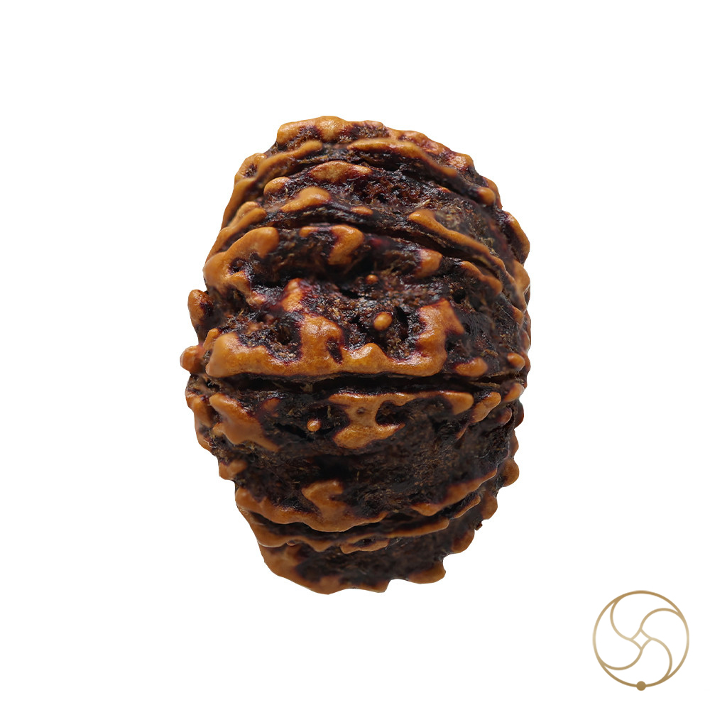 Natural 13 Face Rudraksha -  13  