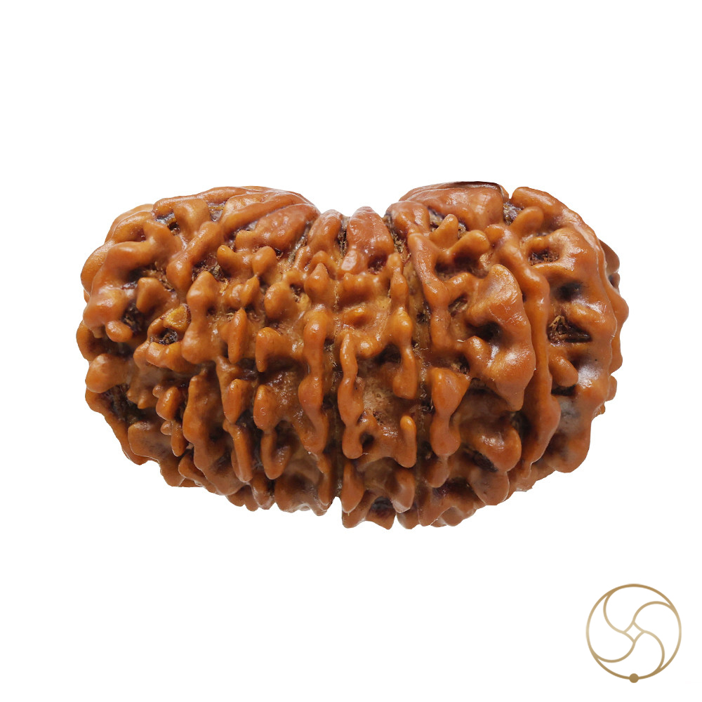 Natural 15 Face Rudraksha -  15  