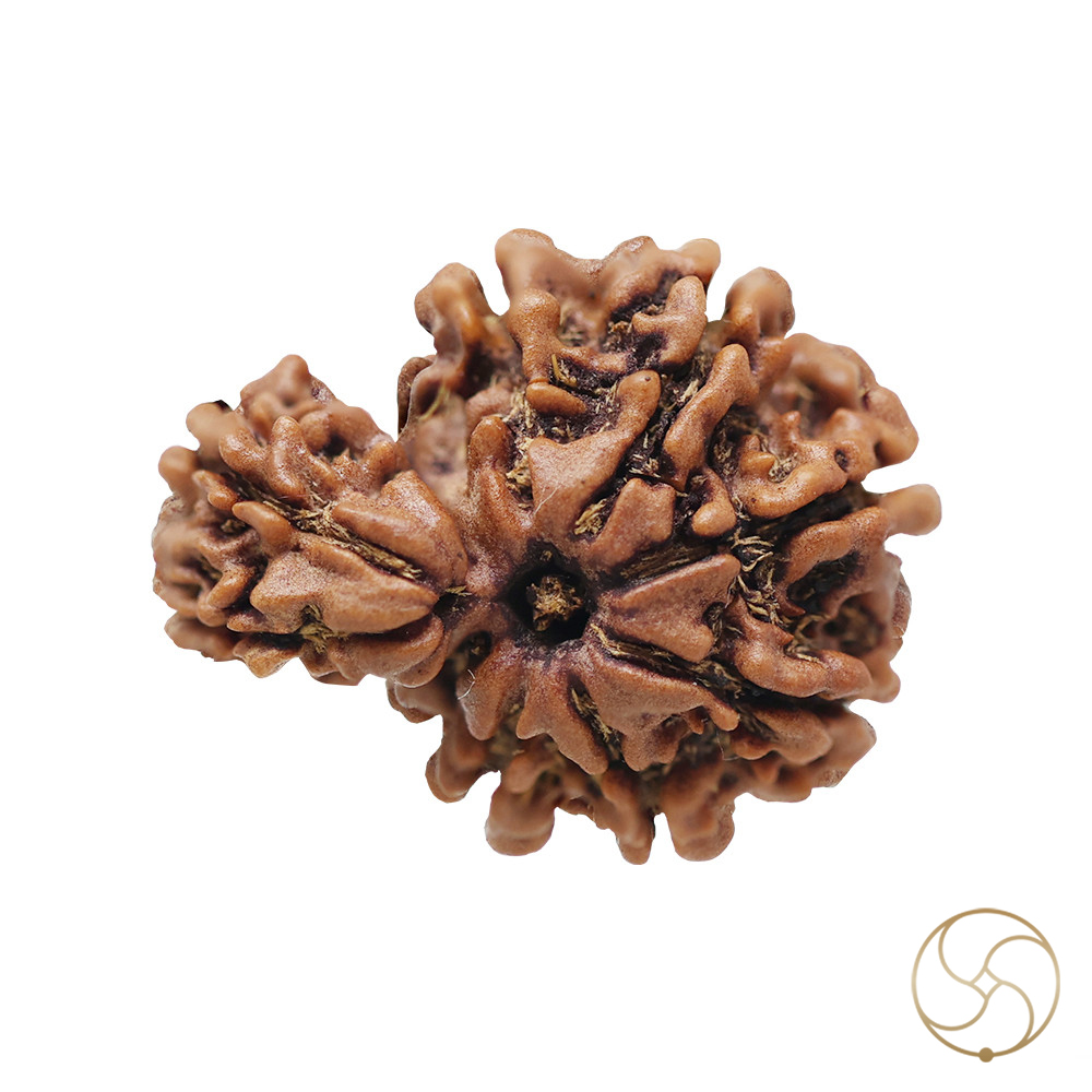 Natural Gauri Garbh Rudraksha -     