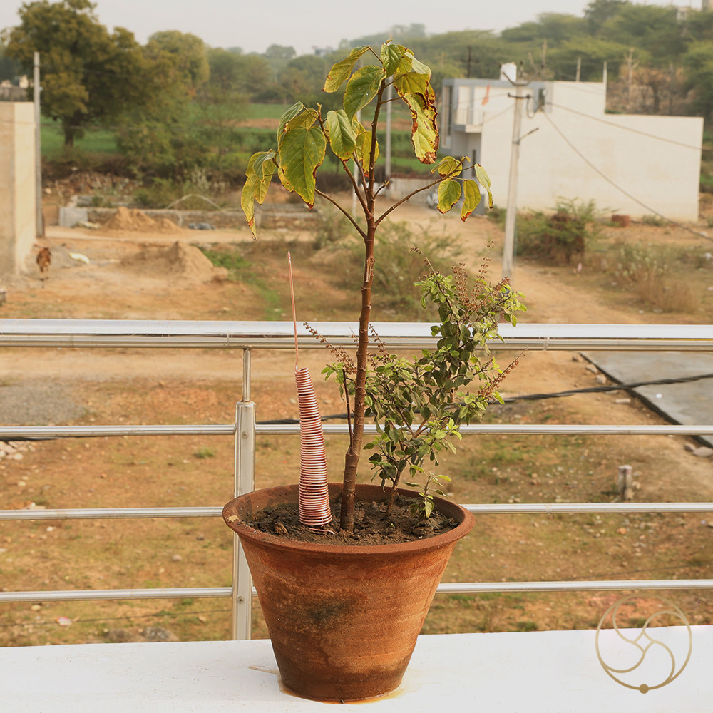 999 Pure Nepaliya Copper Tree Growth Yantra