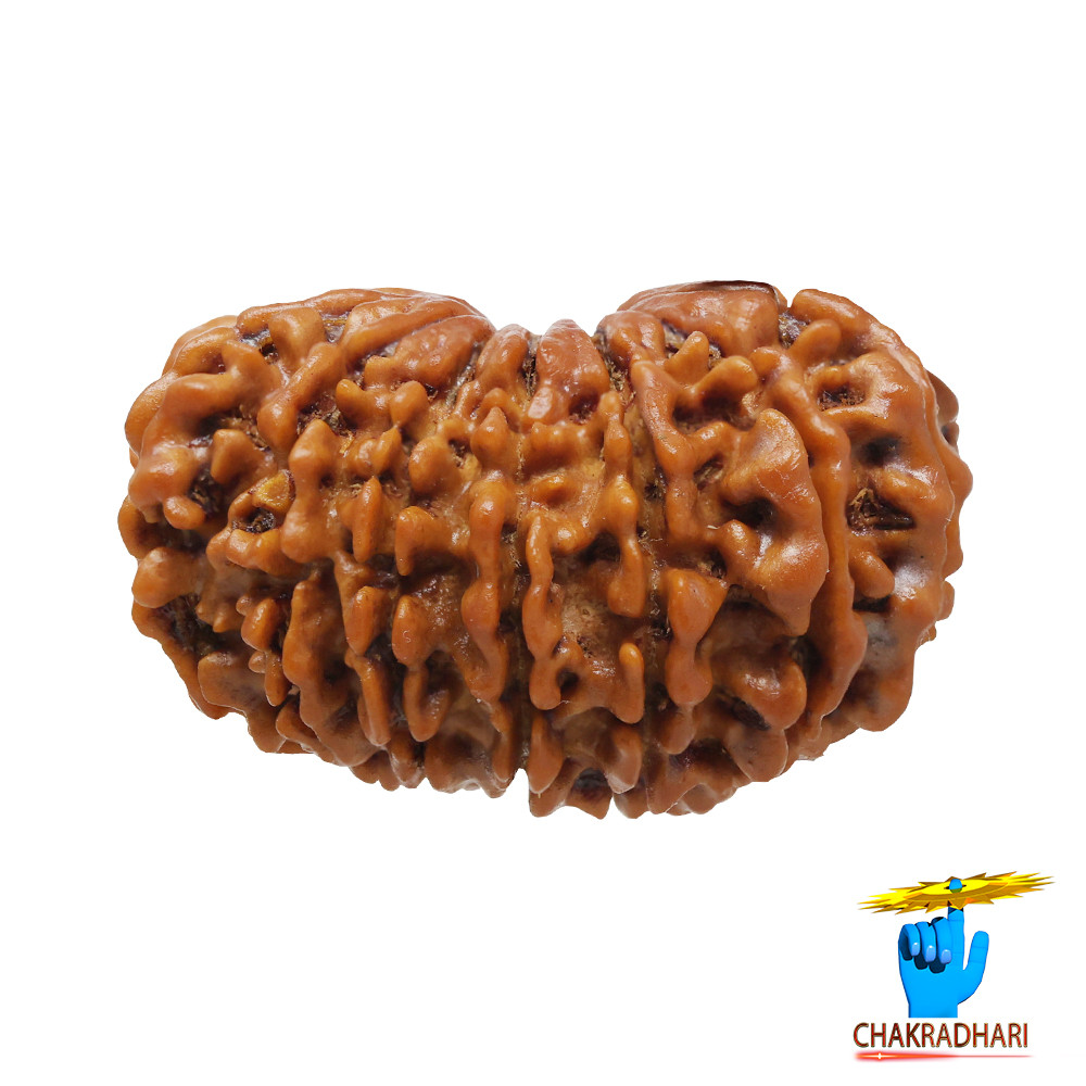 Natural 15 Face Rudraksha -  15  