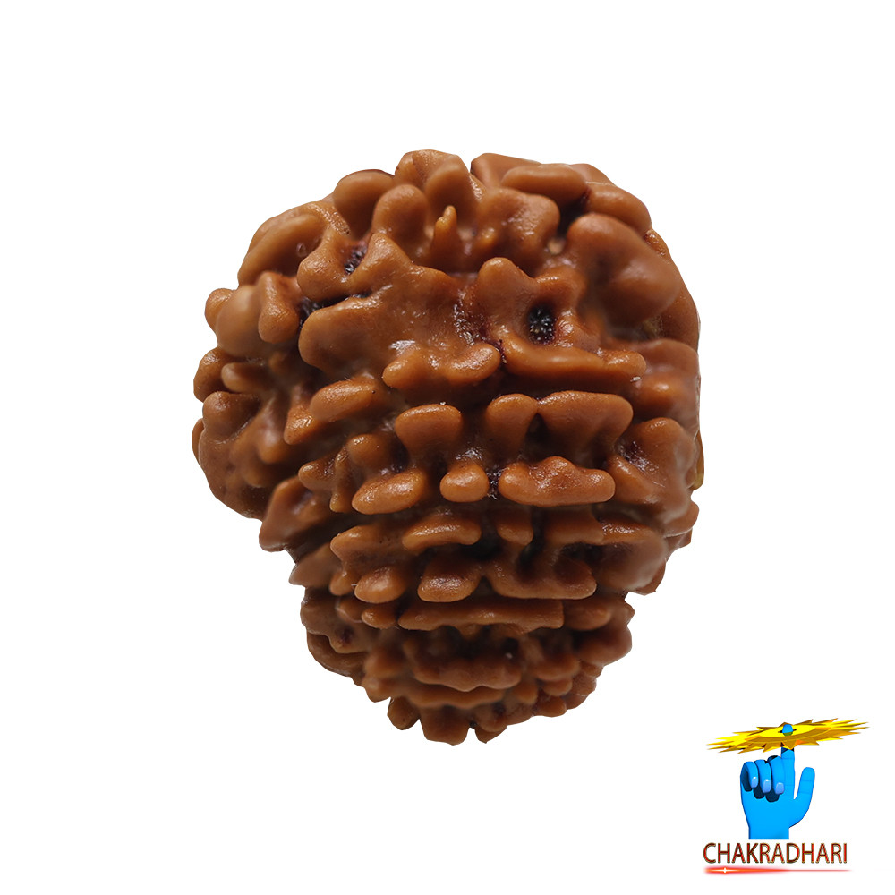 Natural 14 Face Rudraksha -  14  