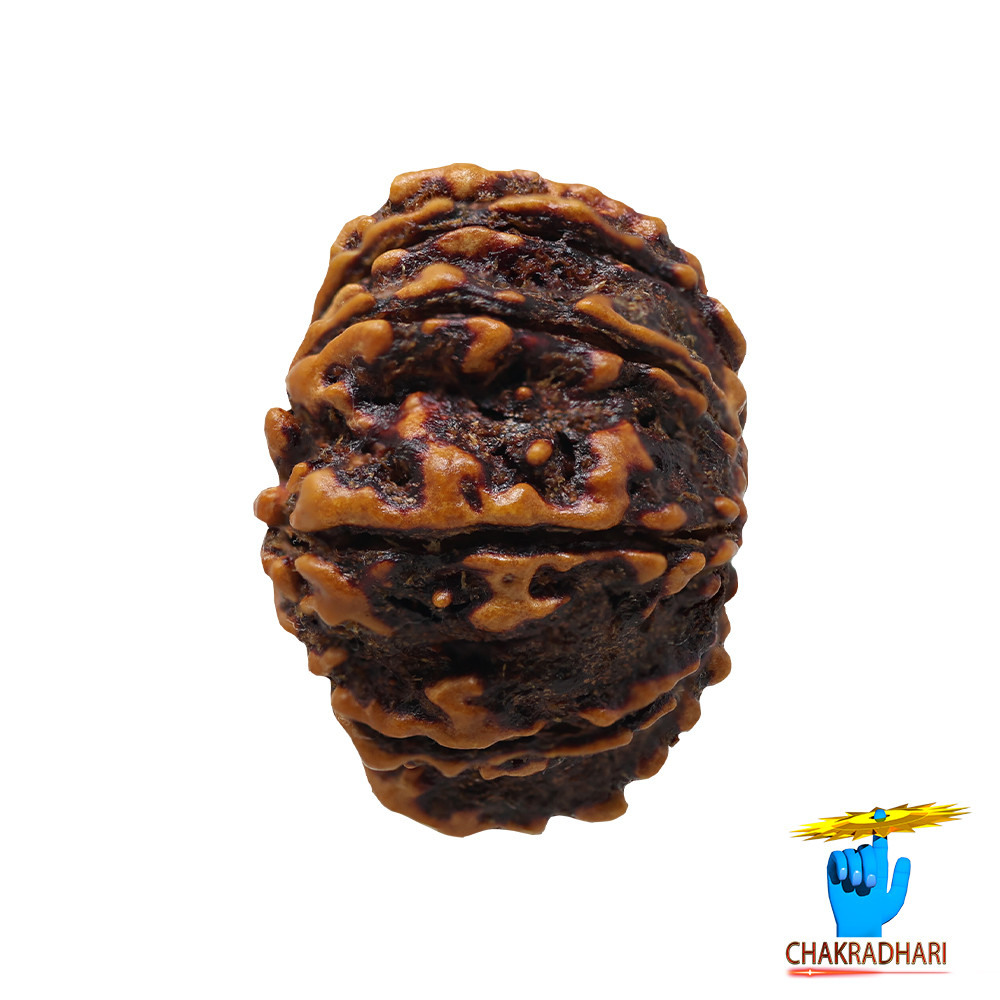 Natural 13 Face Rudraksha -  13  