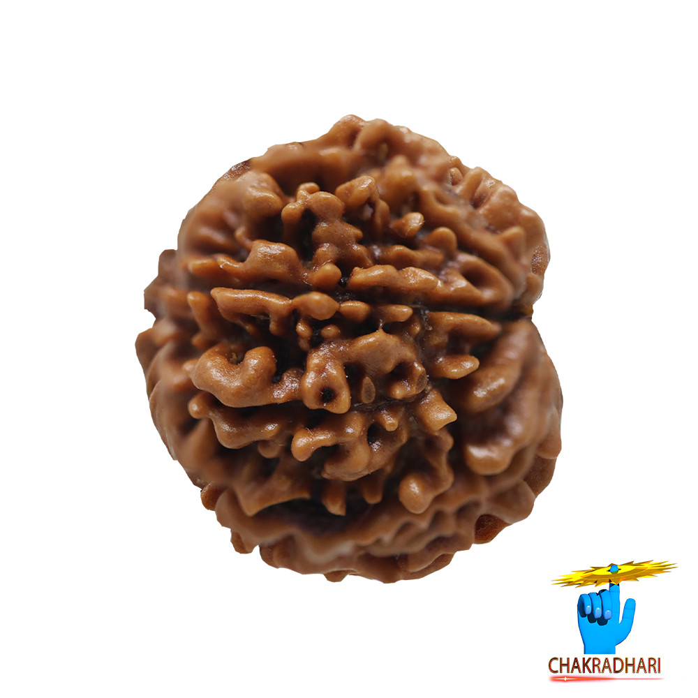 Natural 12 Face Rudraksha -  12  
